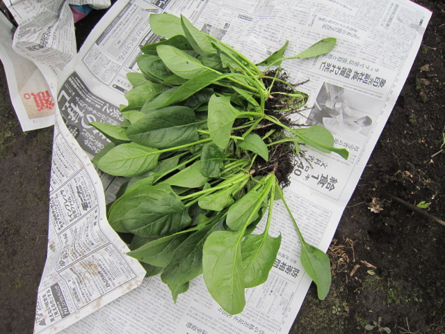 20111208ホウレン草.jpg
