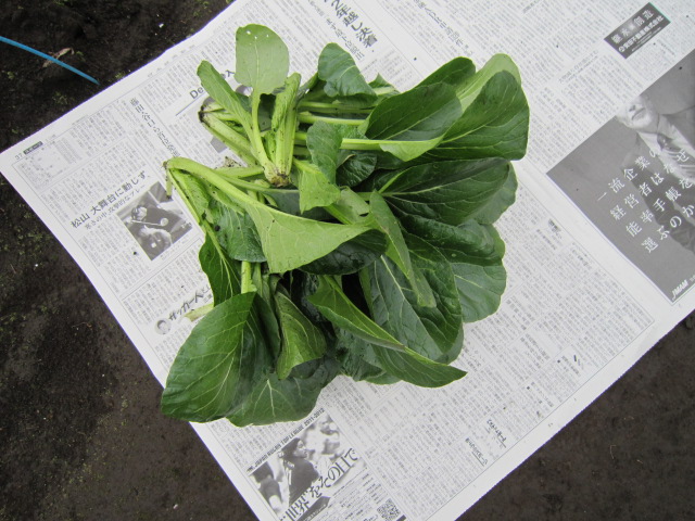 20111208小松菜.jpg