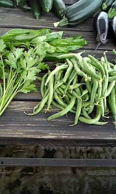 100622_いんげん、イタリアｂンパセリ、バジル.jpg