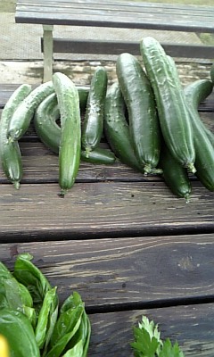 100622_きゅうり.jpg
