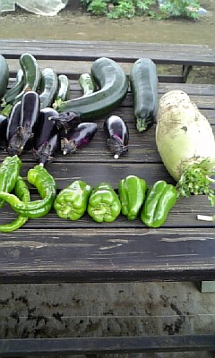 100622_大根、ズッキーニ、なす、パプリカ、ししとう.jpg