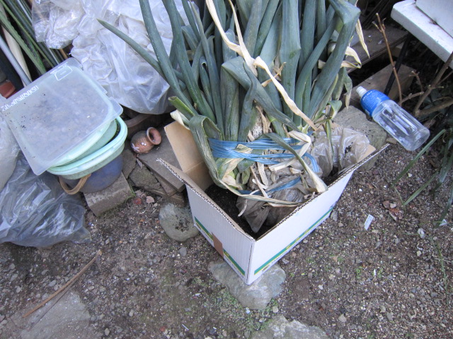 ネギ保管.jpg