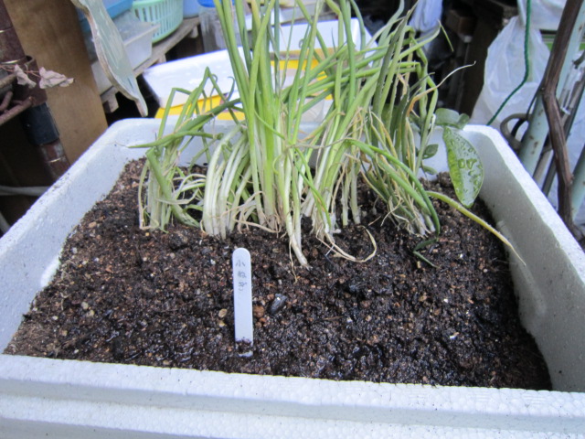 小ネギ保管.jpg