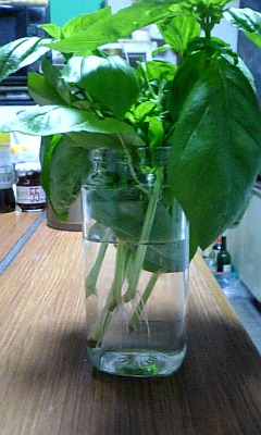 100622_バジル.jpg