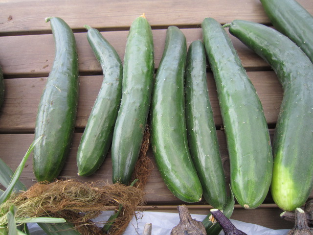 きゅうり夏すずみ.jpg