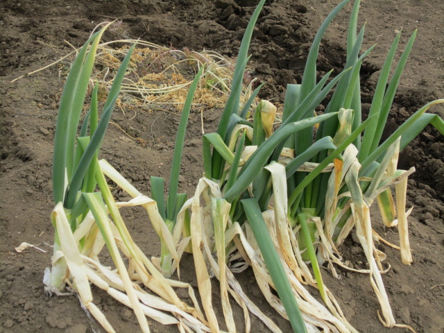20120119長ネギ.jpg