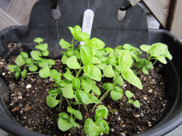 バジル鉢植え.jpg