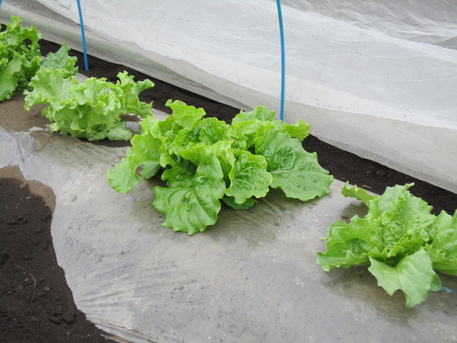 レタス１.jpg