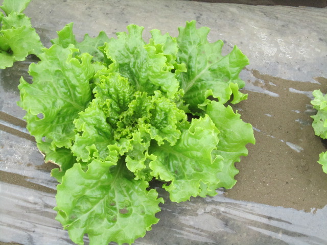 レタス２.jpg