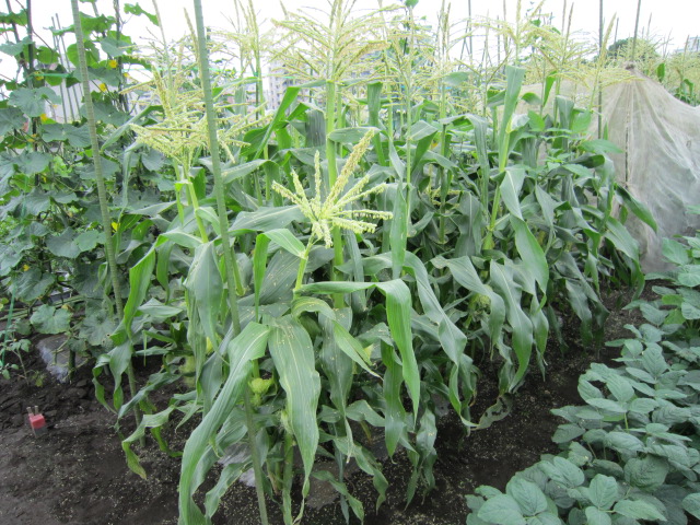 とうもろこし畑.jpg