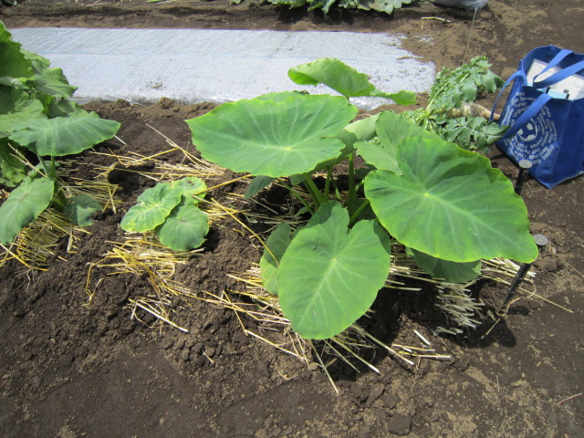 里芋にワラ.jpg