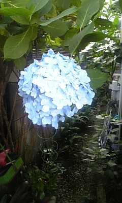 100612_あじさい２.jpg