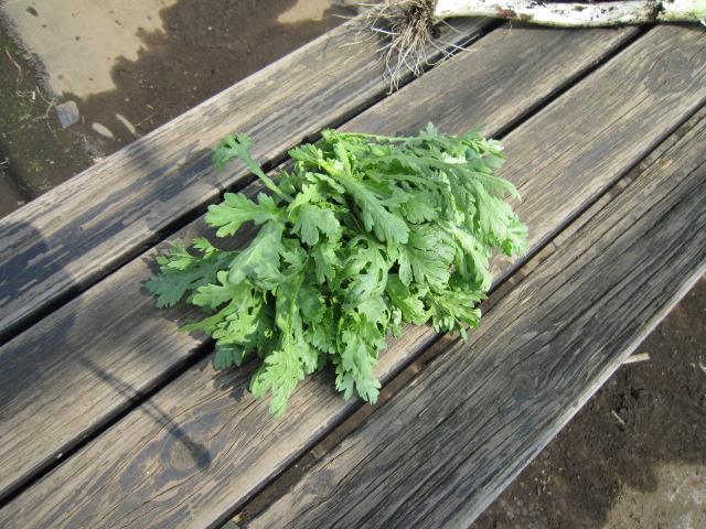 20111010間引き春菊.jpg