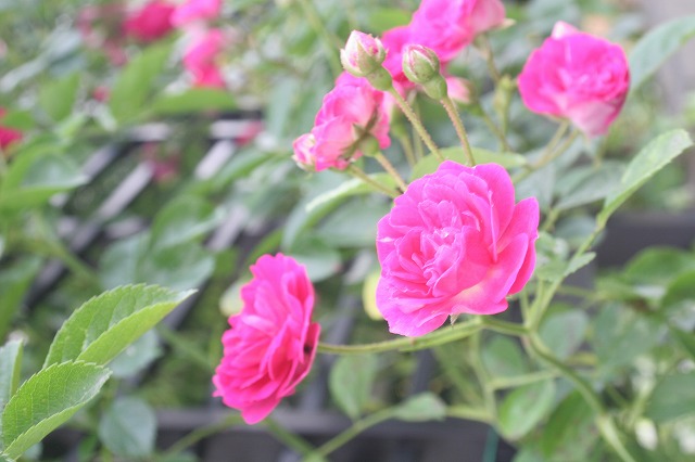 2010053004