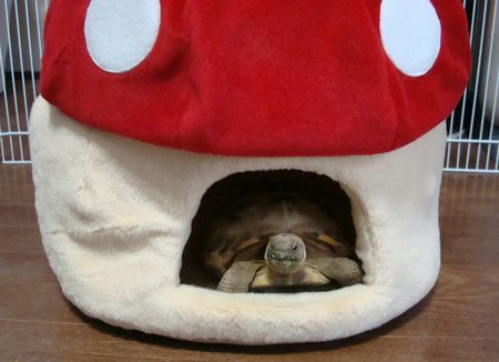 きのこハウス♪ (15).jpg