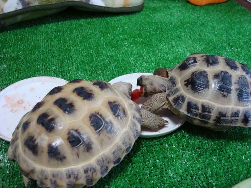 トマトの取り合い (11).jpg