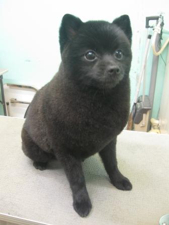 ネロ２