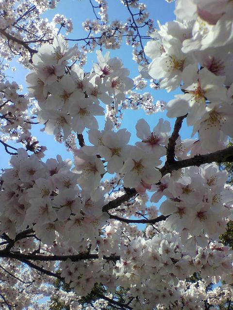 桜２.jpg