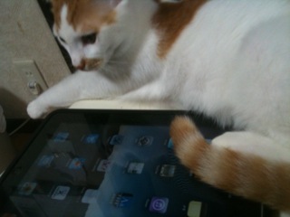 バロンとiPad