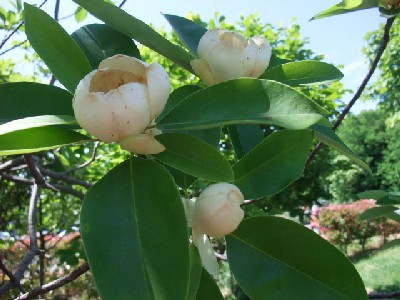 姫泰山木の花に天使舞ふ 花の歳時記 天南星の魅力 山野草 楽天ブログ