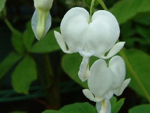ケマンソウ白花