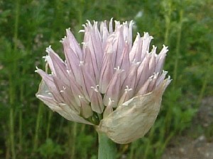 浅葱の花 アサツキ 花の歳時記 天南星の魅力 山野草 楽天ブログ