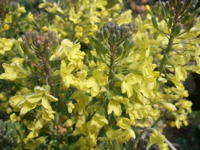 春蝶へブロッコリーの花土産 花の歳時記 天南星の魅力 山野草 楽天ブログ