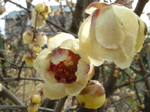 花木花の庭 花の歳時記 天南星の魅力 山野草 楽天ブログ