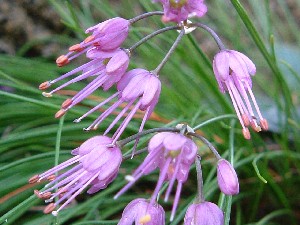 山野草の庭11 12月 花の歳時記 天南星の魅力 山野草 楽天ブログ