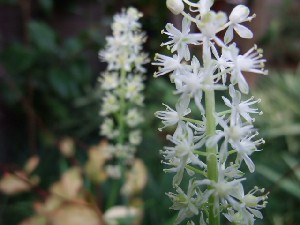 白花蔓穂の花～シロバナツルボ～ | 花の歳時記 （天南星の魅力＆山野草） - 楽天ブログ