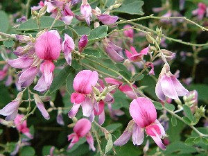 花木花の庭 花の歳時記 天南星の魅力 山野草 楽天ブログ