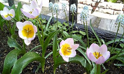 ムスカリとミニチューリップが終わったら何植えよう？