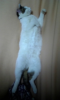 ばくすい（笑）