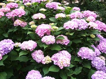 2010_06300020.JPG