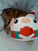 ぶたさんと一緒２