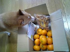 mikan