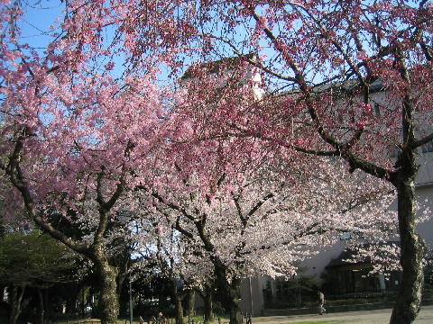 sakura