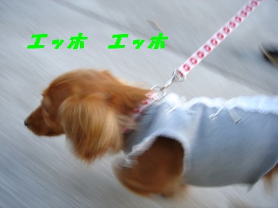 エッホ