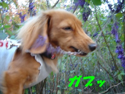 ガブッ