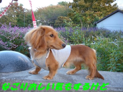 なごりおしいきもする