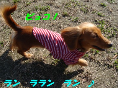ランラン