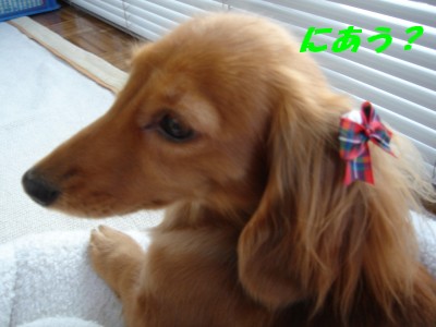 似合う？