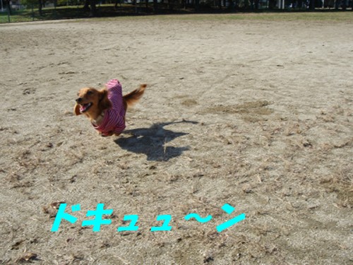 ドキューン