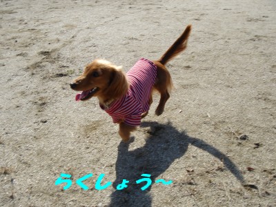 楽勝
