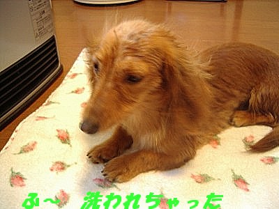 洗われちゃった