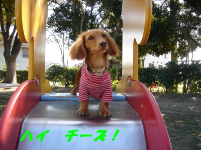 チーズ