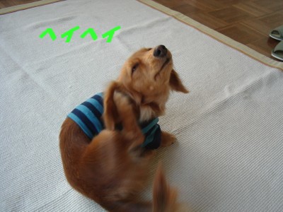 ヘイヘイ