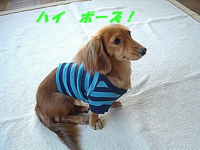 ハイポーズ