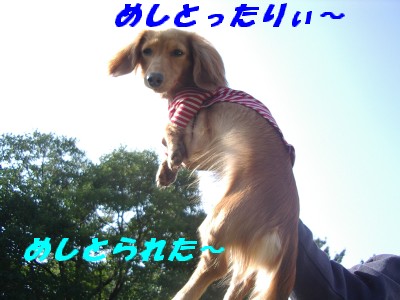 めしとられた