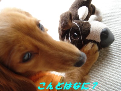 こんどはなに～